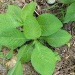 Elephantopus carolinianus Leaf