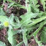 Centaurea seridis Foglia