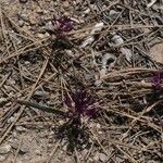 Allium falcifolium Цветок