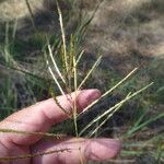 Bothriochloa bladhii പുഷ്പം