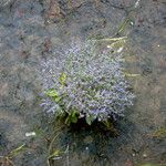 Limonium carolinianum 形態