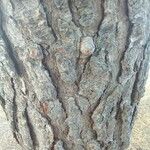 Pinus halepensis Кора