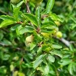 Rhamnus saxatilis Fuelha