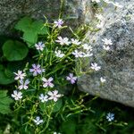 Heliosperma pusillum Hábitos