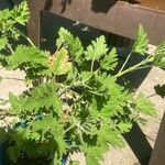 Pelargonium citronellum Blad