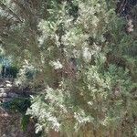 Juniperus virginiana Hoja