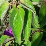 Rhynchanthera grandiflora Leht