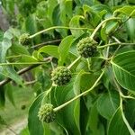 Cornus kousa Frucht