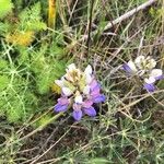 Lupinus variicolor ᱵᱟᱦᱟ