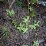 Pinguicula lusitanica Hábitos