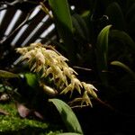 Bulbophyllum pumilum Bloem