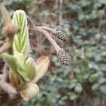 Alnus incana फल