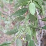 Vallesia glabra Leaf