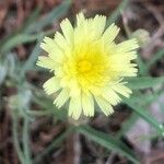 Andryala integrifolia Flor