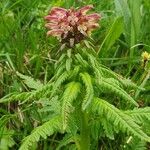 Pedicularis recutita Flor