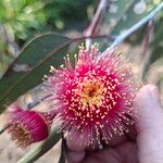 Eucalyptus caesia 花