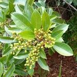 Tapirira guianensis Fruit