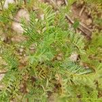 Vicia ervilia Blad