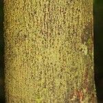 Oxandra asbeckii Corteza
