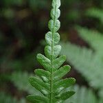 Pteris pteridioides Folio
