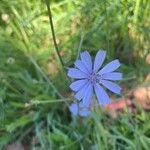 Cichorium endiviaLorea