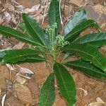 Phelline macrophylla