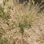 Lepidium ruderale पत्ता