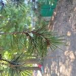 Pinus sylvestrisΦύλλο