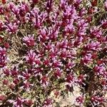 Thymus longiflorus Flower