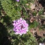 Verbena canadensis Žiedas