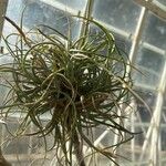 Tillandsia baileyi