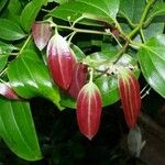 Cinnamomum verum Blad