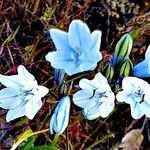 Triteleia grandiflora