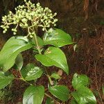 Viburnum venustum Levél