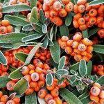 Pyracantha coccinea Fruto