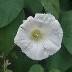 Convolvulus silvaticus 花