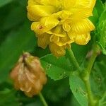 Trifolium aureum Flower