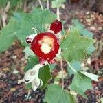 Phymosia umbellata Flor