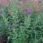 Vernonia fasciculata Hábito