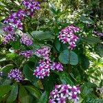 Pericallis aurita Flower