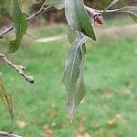 Pyrus salicifolia Leaf