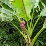 Musa velutina H.Wendl. & DrudeFroito