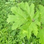 Heracleum sosnowskyi Leaf