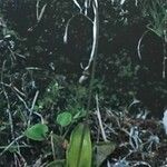 Pinguicula alpina Hábito