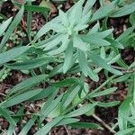 Galium boreale Leaf