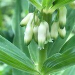Polygonatum verticillatum 花