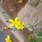 Lactuca muralis Flower