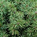 Picea glauca Hoja