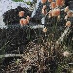 Eriophorum chamissonis Elinympäristö