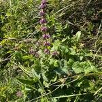 Salvia verticillata आदत